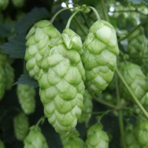 East Kent Goldings Hops