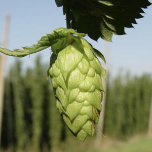 Pride Of Ringwood Hops