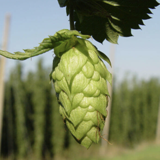 Pride Of Ringwood Hops