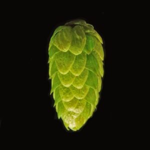 Chinook Hops