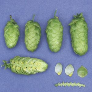 Hallertau Tradition Hops