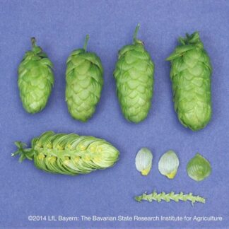 Hallertau Tradition T90 hop pellets for home brewing